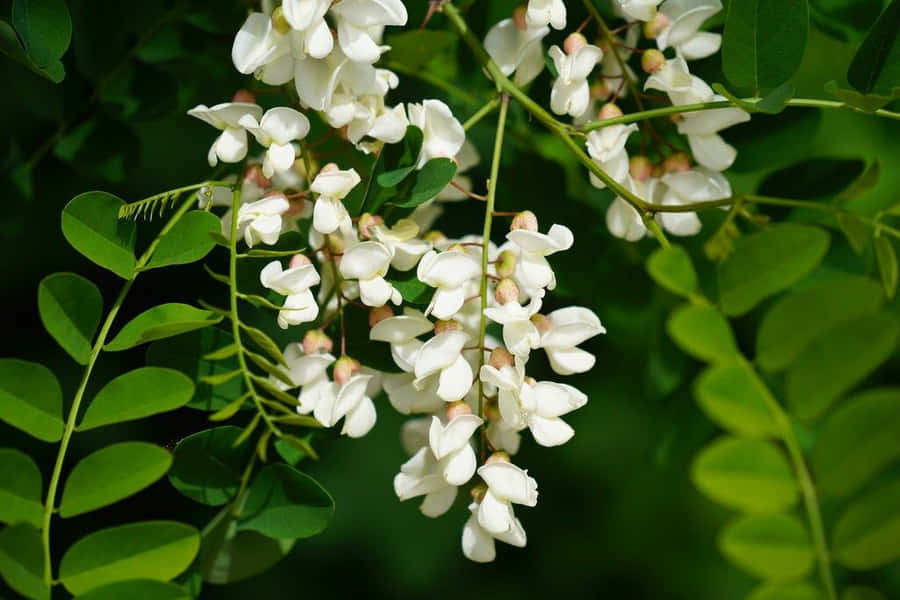 A Bright Yellow Black Locust Tree Stands In Bloom Wallpaper