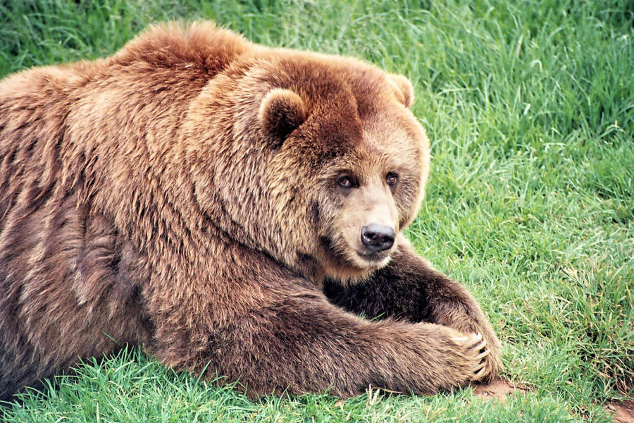 A Brown Bear In Its Natural Habitat Wallpaper