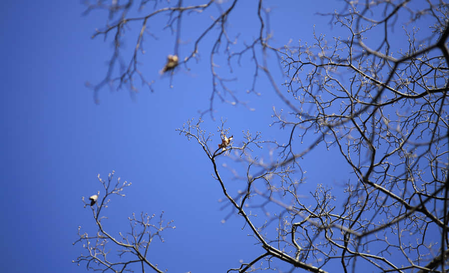 A Brown Bear Peacefully Hibernating In A Den During Winter Wallpaper