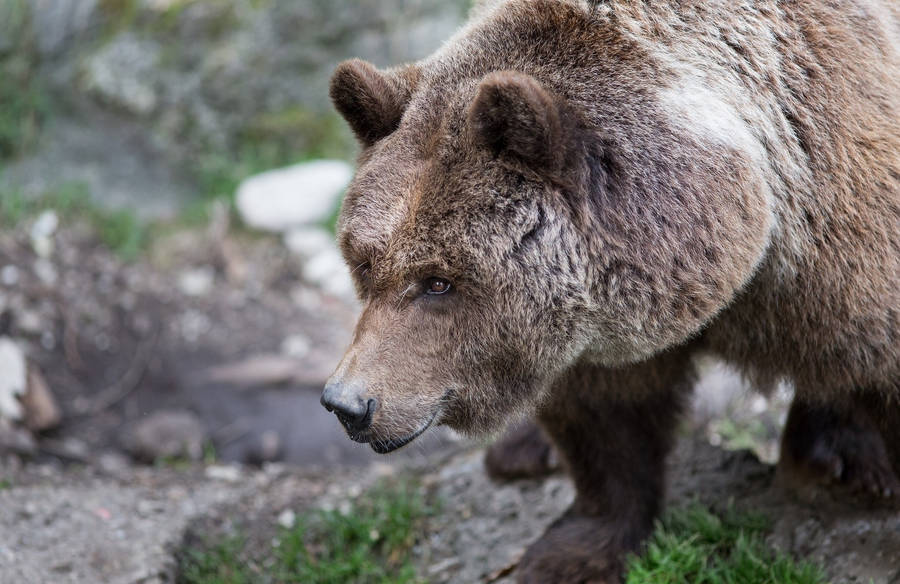 A Brown Grizzly Bear Stands In A Snowy Mountain Wallpaper