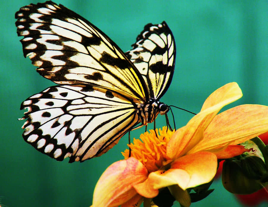 A Butterfly Dances Among An Array Of Bright Flowers Wallpaper