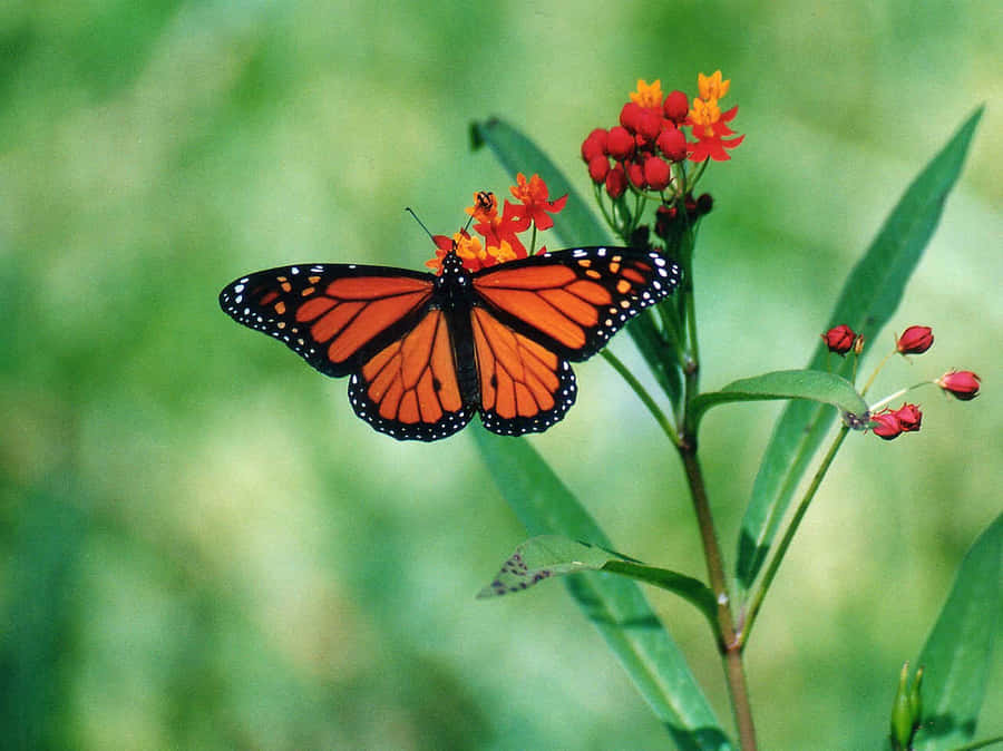 A Butterfly Emerges From Its Cocoon, Ready To Take On The World. Wallpaper