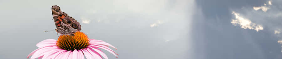 A Butterfly Is Sitting On A Pink Flower Wallpaper