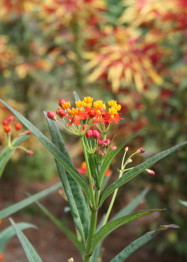 A Butterly Weed In Bloom Wallpaper