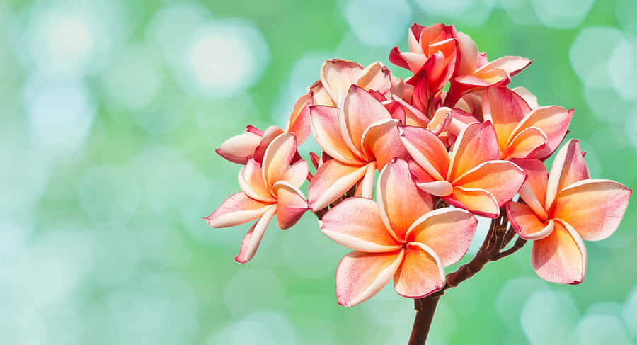 A Calming Beachscape With A Pier Stretched Out Into The Horizon Wallpaper