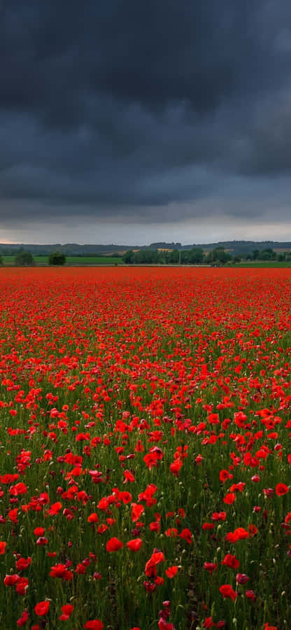 A Captivating Poppy Field In Full Bloom Wallpaper