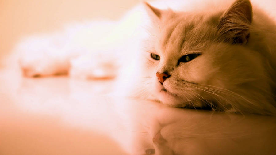 A Cat Taking A Nap Wallpaper