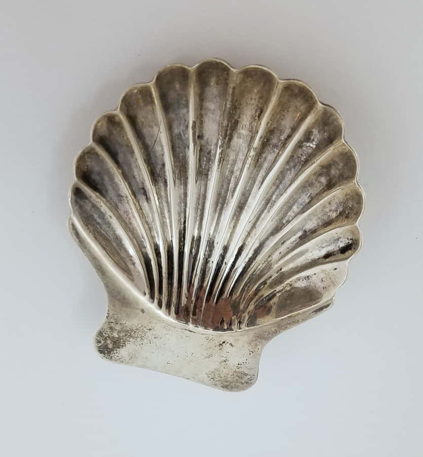 A Clam Shell Shining In The Sun Wallpaper