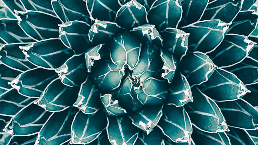 A Close-up Of A Beautiful Purple And Pink Flower Wallpaper