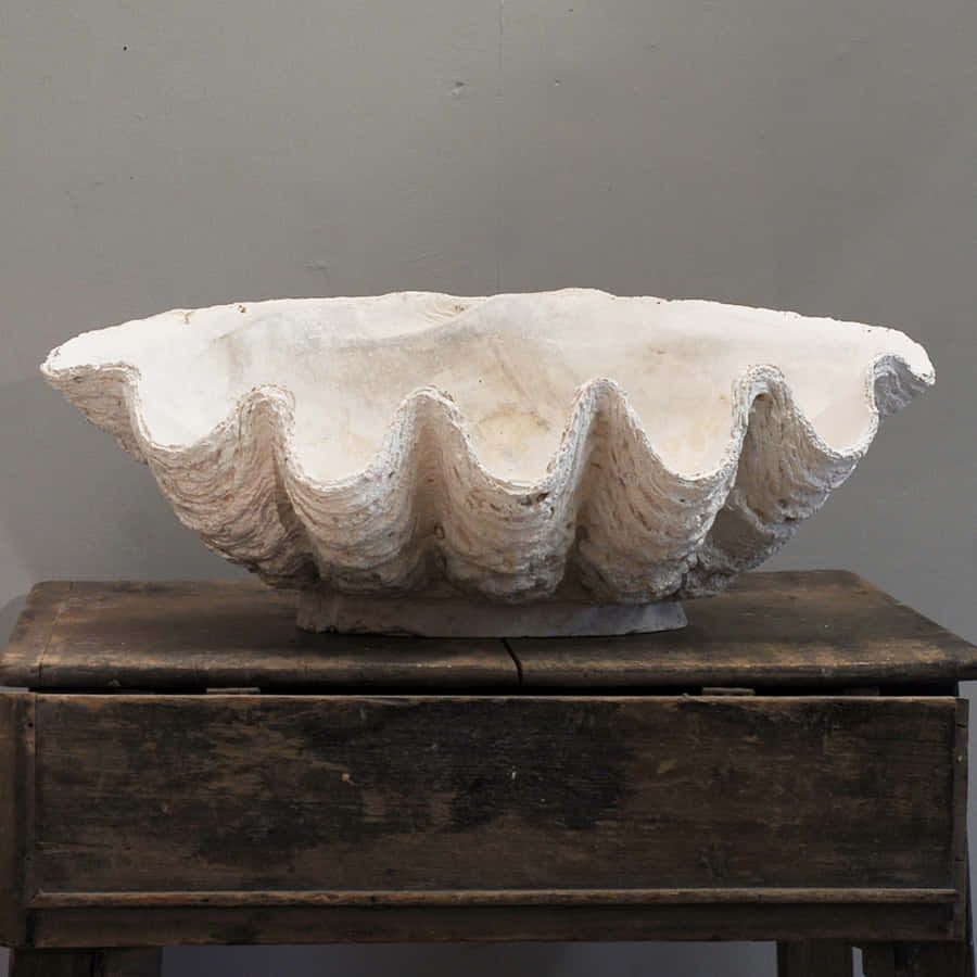 A Close-up Of A Clam Shell Wallpaper