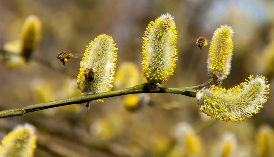 A Close-up Of Honey Bees Collecting Nectar From Vibrant Spring Blossoms Wallpaper