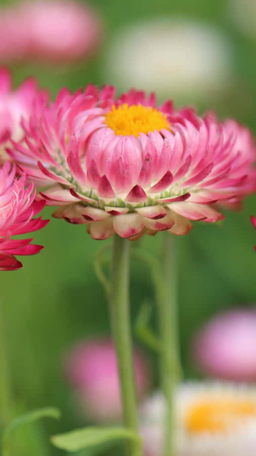 A Close Up Of The Beauty Of Nature. Wallpaper