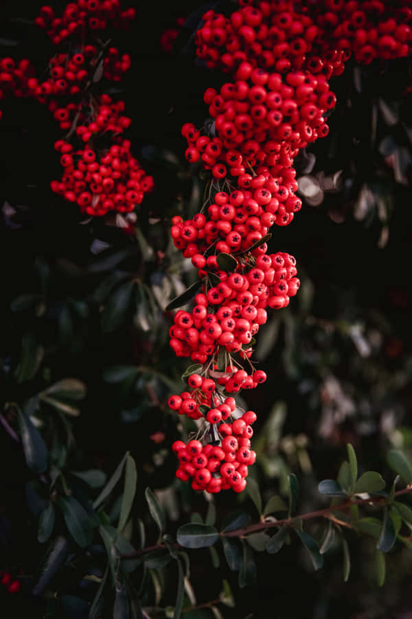 A Close-up Shot Of Pink Peppercorns Wallpaper