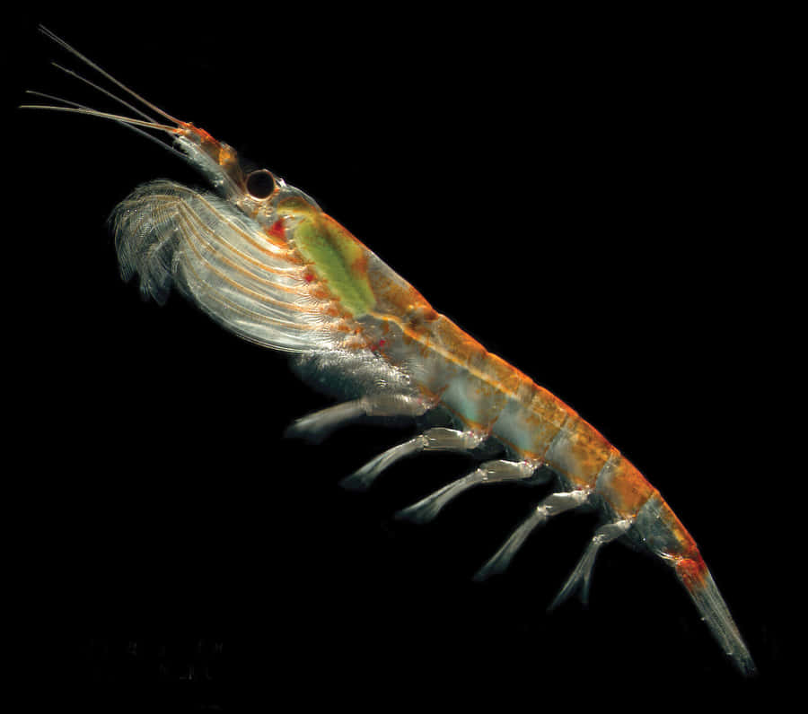 A Close-up View Of Flourishing Krill In Ocean Wallpaper