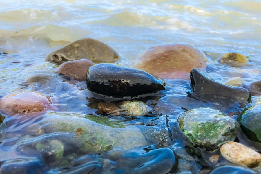 A Closeup Of A Sunflower In Full Bloom Wallpaper