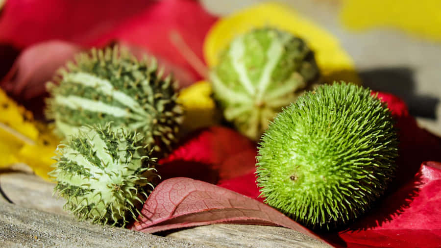 A Cluster Of Fresh And Vibrant Unripe Pulasan Fruits. Wallpaper