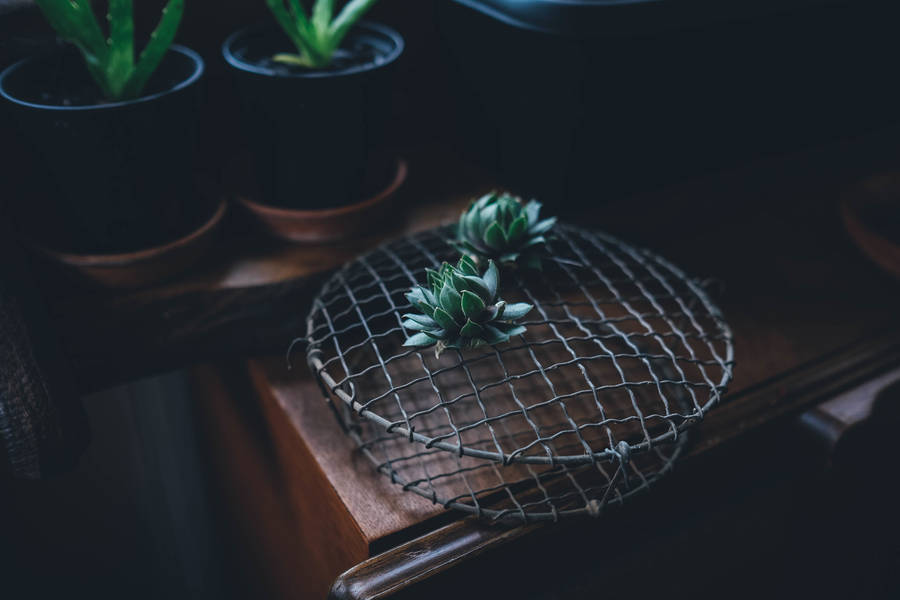 A Colorful Cactus In A Terra-cotta Pot Up On A Table. Wallpaper