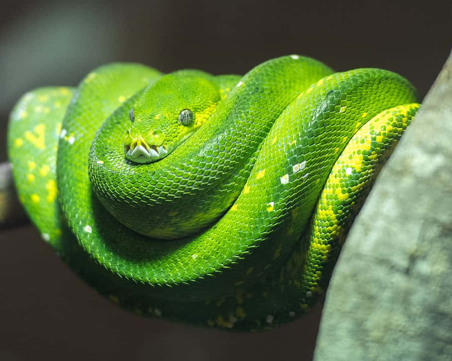 A Colorful Close-up Of A Detailed Python Snake Figure Wallpaper