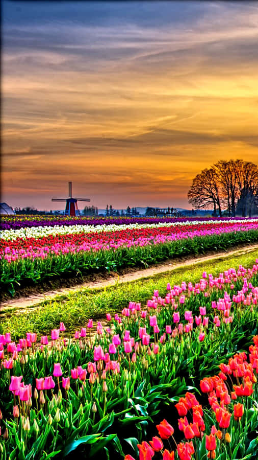 A Colorful Tulip Field In Full Bloom Wallpaper