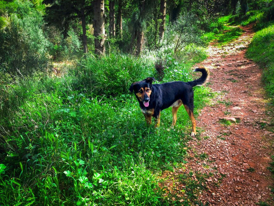 A Country Dog Enjoying Its Tranquil Natural Surroundings Wallpaper
