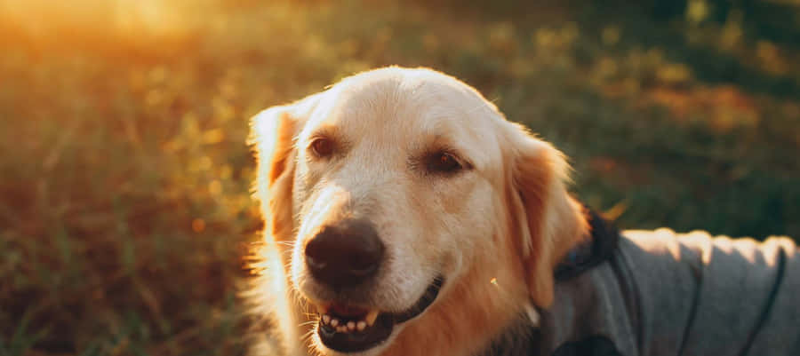 A Country Dog Joyfully Playing In A Sunlit Meadow. Wallpaper