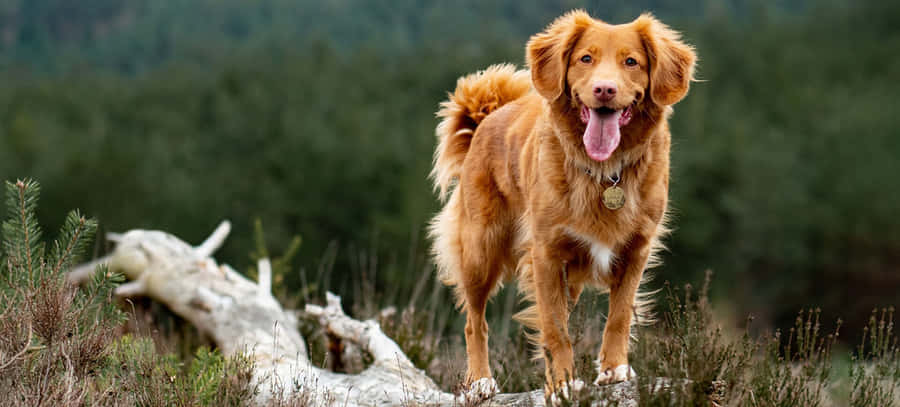 A Countryside Purebred Dog Enjoying The Great Outdoors Wallpaper