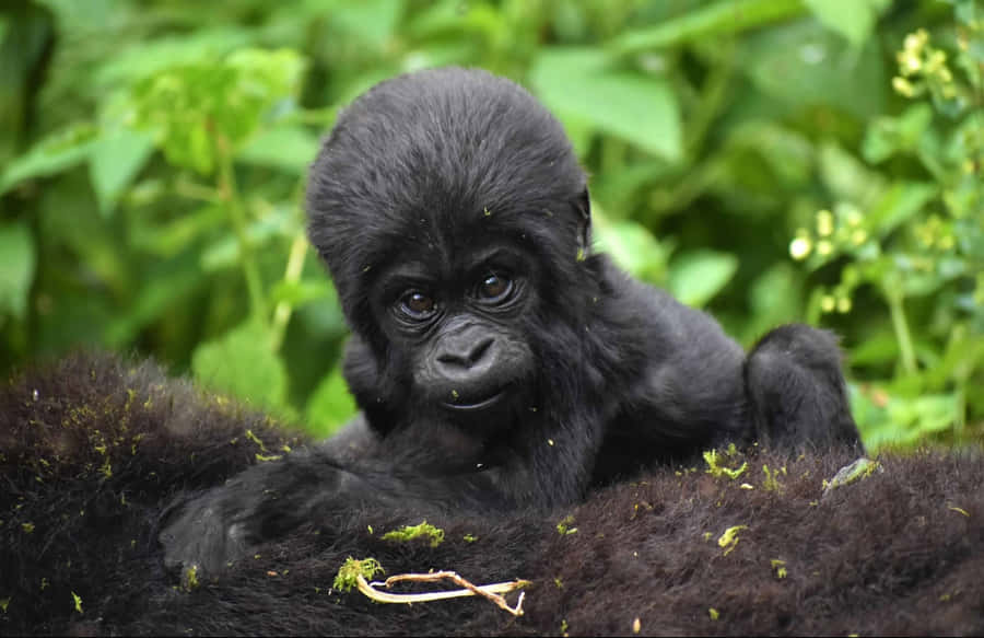 A Cuddly Gorilla Wallpaper