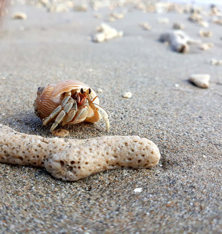 A Curious Hermit Crab Exploring Its Surroundings Wallpaper