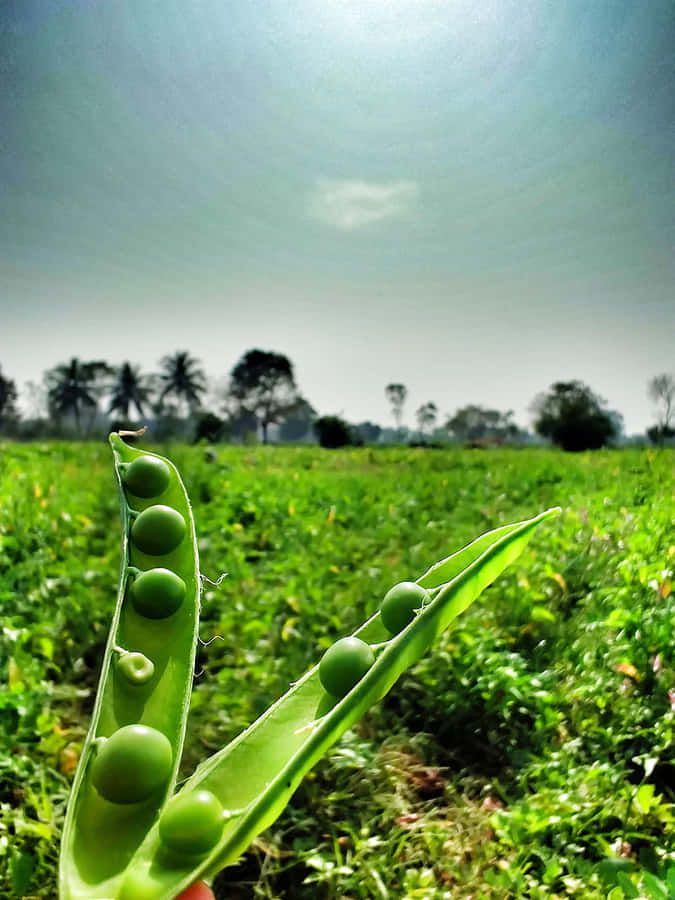 A Day At The Organic Farm Wallpaper