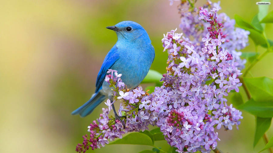 A Delightful Blue Bird Perched On Lavender Flowers Wallpaper