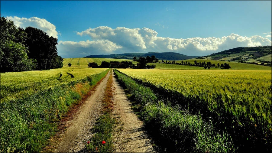 A Dirt Road Leading To A Field Of Wheat Wallpaper