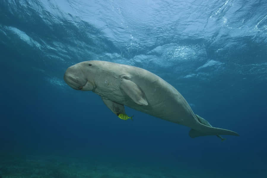 A Dugong Swims Gracefully In Clear Blue Waters Wallpaper