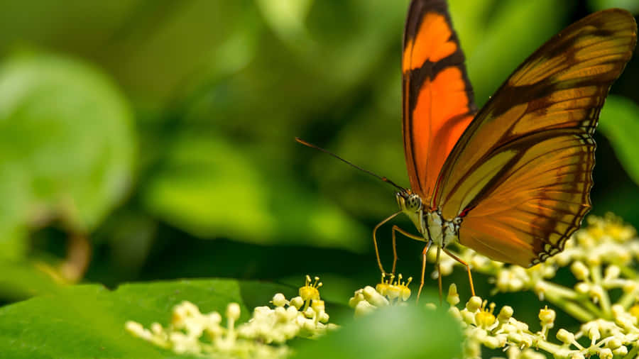 A Emerging Butterfly Ready To Take Flight Wallpaper