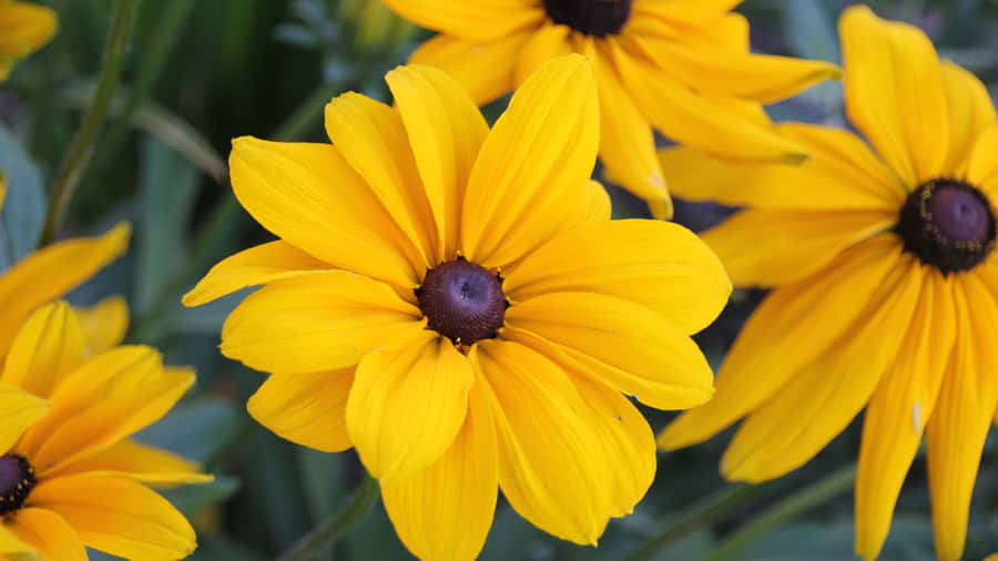 A Field Of Beautiful Yellow Black-eyed Susan Flowers Wallpaper