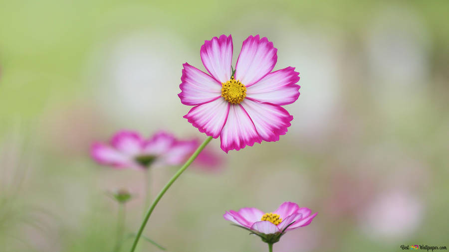 A Field Of Pink And White Wildflowers. Wallpaper