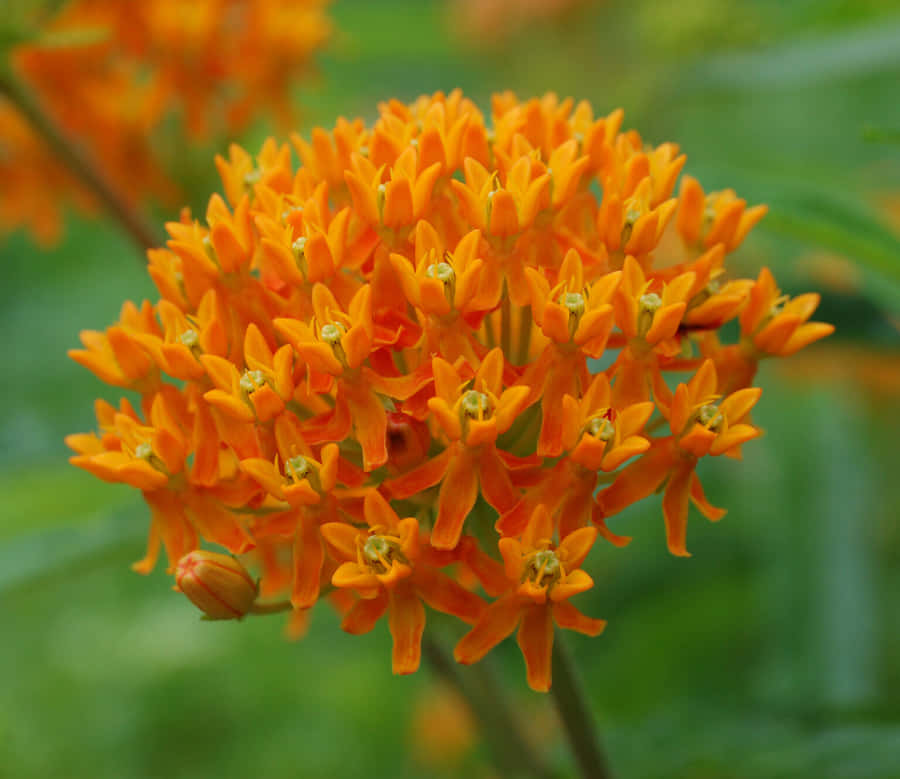 A Field Of Vibrant Butterfly Weed Blooms In Harmony Wallpaper