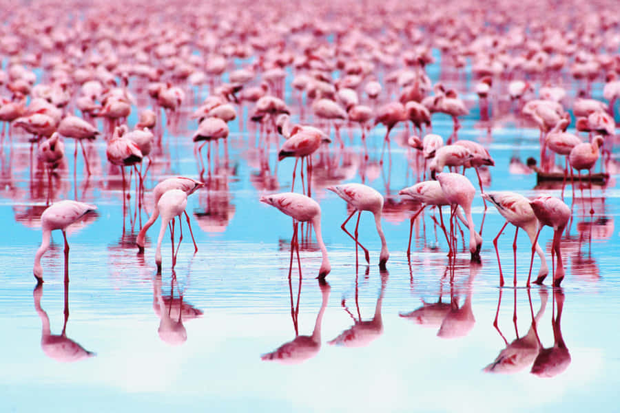A Flock Of Pink Flamingos Wading In A Serene Water Setting Wallpaper