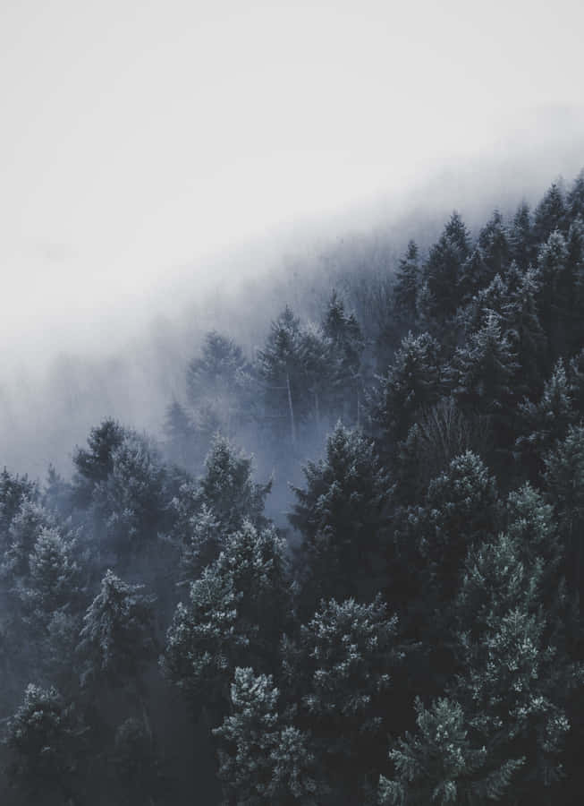 A Foggy Forest With Trees Covered In Fog Wallpaper