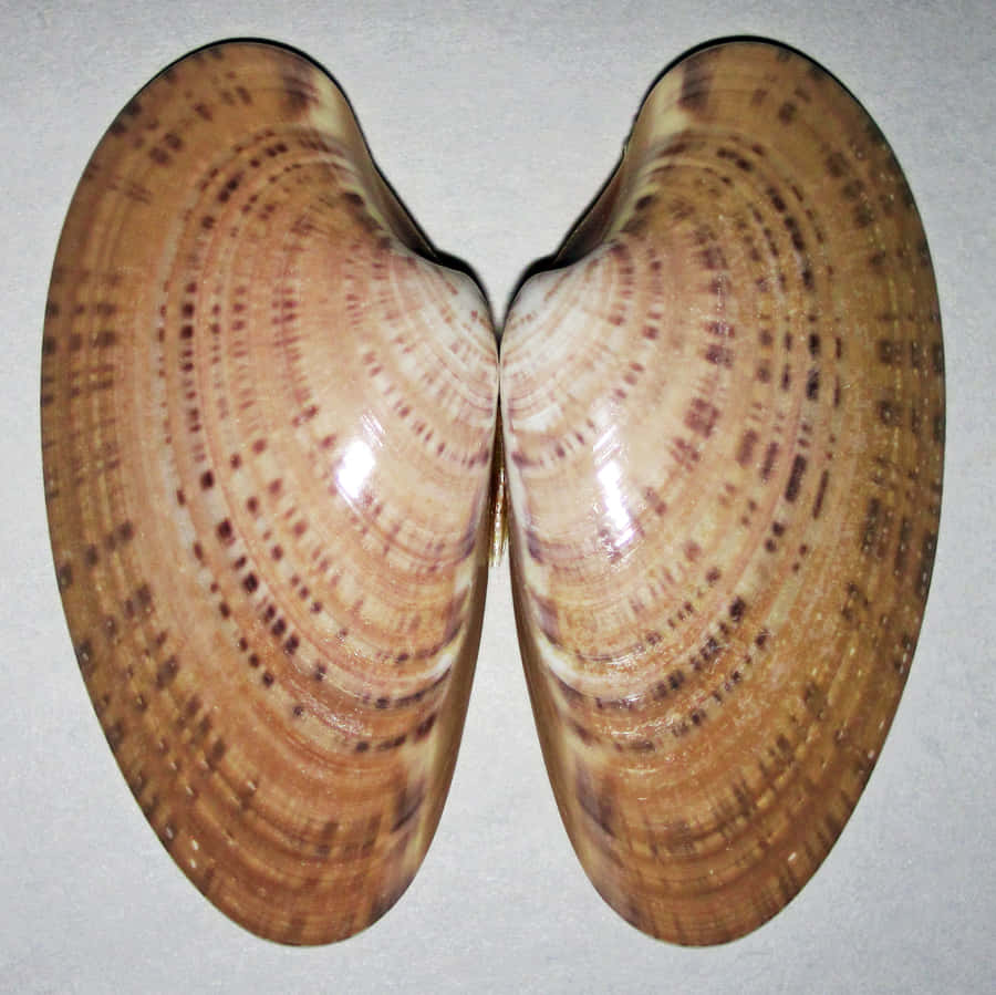 A Freshly Opened Clam Shell On The Coast Wallpaper