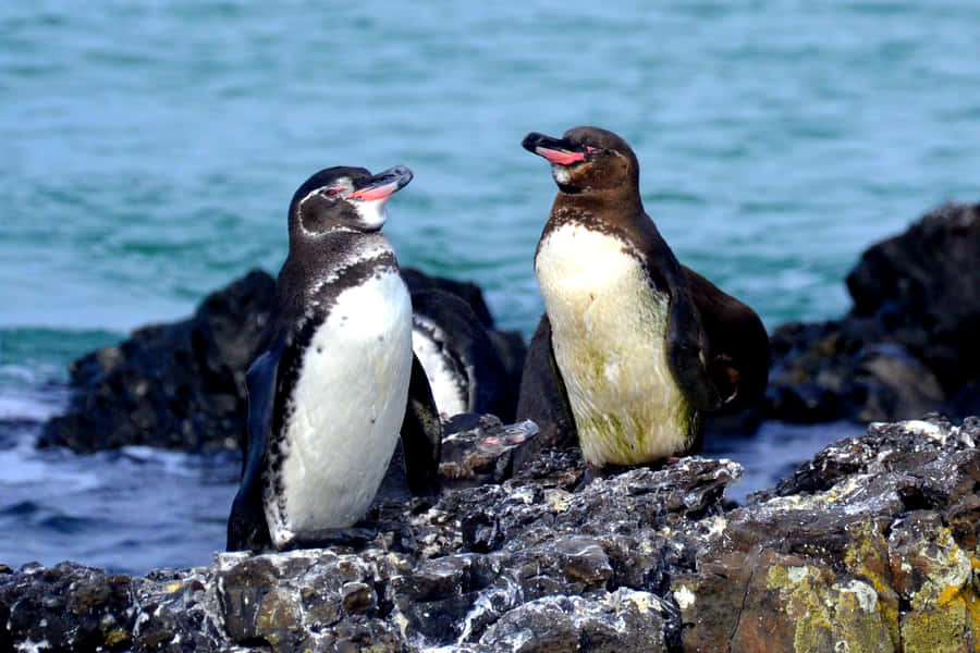 A Galapagos Penguin Basking In The Sunlight On A Rocky Shore. Wallpaper