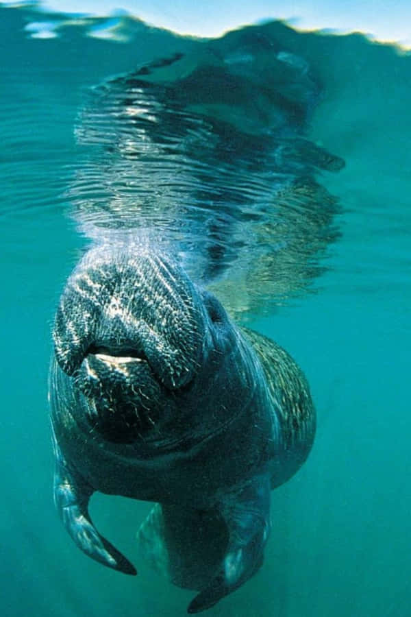 A Graceful Dugong Swimming Effortlessly Underwater Wallpaper