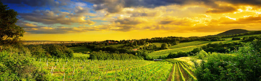 A Green Field With Trees Wallpaper