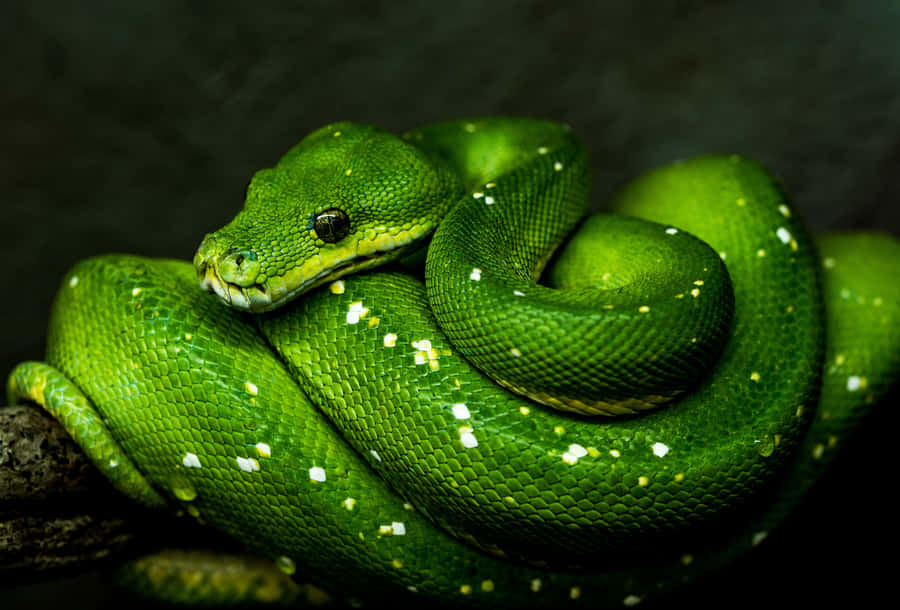 A Green Snake Is Sitting On A Branch Wallpaper