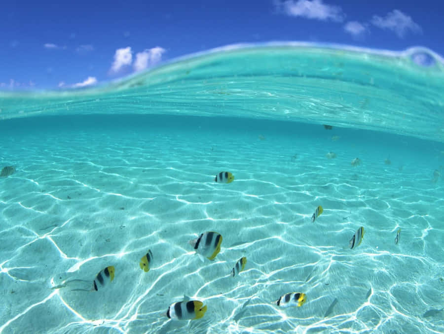 A Group Of Adorable Kawaii Sea Creatures Exploring The Underwater World Wallpaper