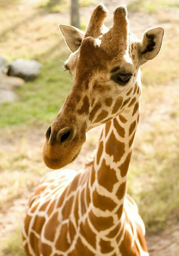 A Group Of Diverse Wildlife Gathered Around A Nature Reserve, Symbolizing Wildlife Conservation Wallpaper