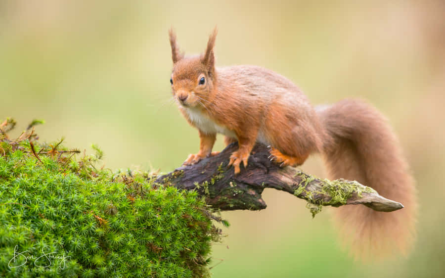A Group Of Elephants Walking Together In The Wilderness Wallpaper
