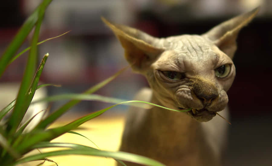 A Hairless Sphynx Cat Gazing Intently With Its Mesmerizing Green Eyes Wallpaper