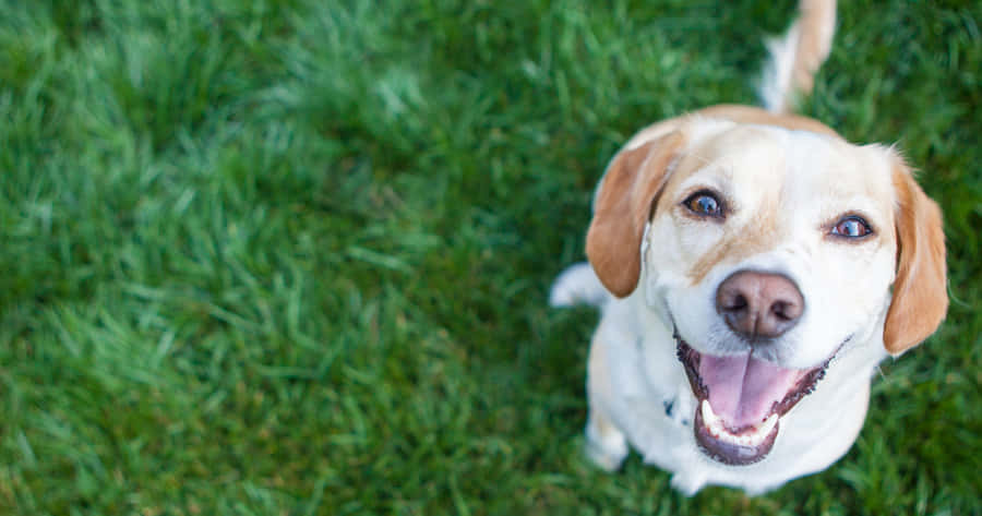 A Happy Day At The Dog Daycare Wallpaper
