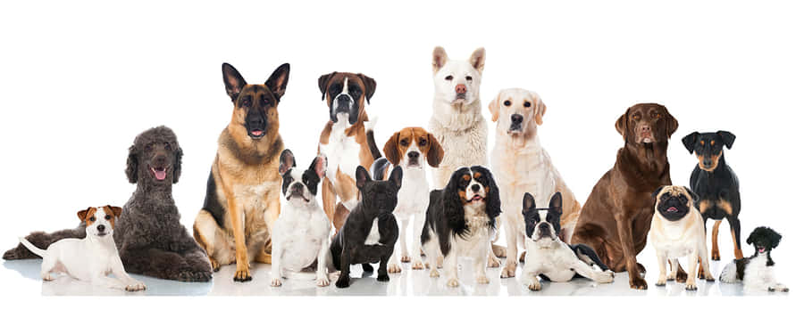 A Happy Day At The Dog Daycare Wallpaper