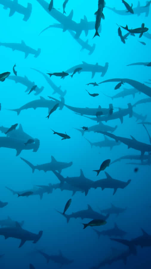 A Large Group Of Sharks Swimming In The Ocean Wallpaper
